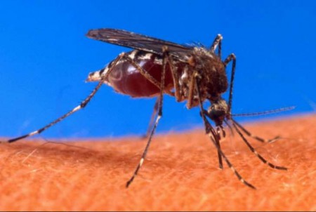 Ministério da Saúde confirma ligação entre microcefalia e a infecção pelo zika