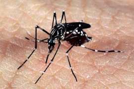 Casos de dengue aumentam 178% e matam 843 brasileiros em 2015